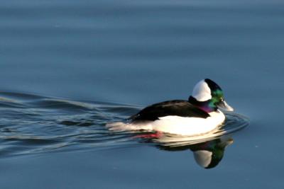 IMG_2012_1.jpg