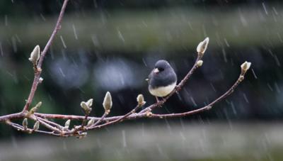 Dark-eyed Junco (female)