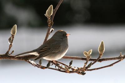 Dark-eyed Junco (female)