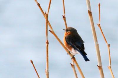 Eastern Bluebird (female) - Black Hill Regonal Park, MD