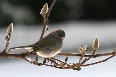 Dark-eyed Junco (female)