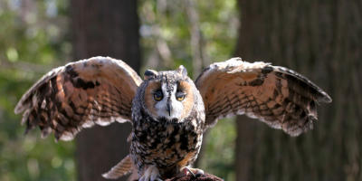 Long-eared Owl