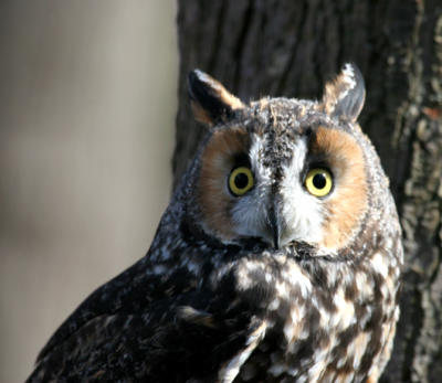Long-eared Owl