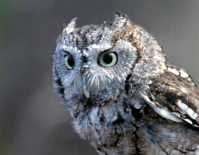 Eastern Screech Owl
