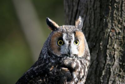 Long-eared Owl