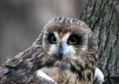 Short-eared Owl