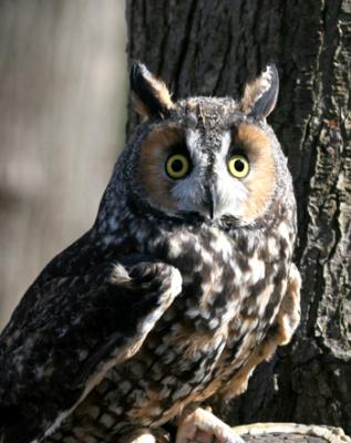 Long-eared Owl