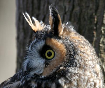 Long-eared Owl