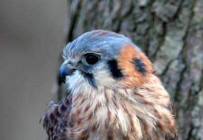 American Kestrel