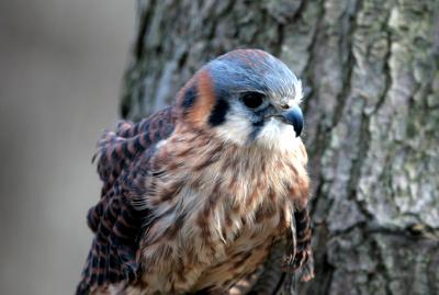 American Kestrel