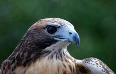 Red-tailed Hawk