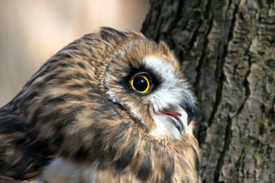 Short-eared Owl