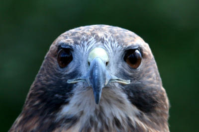 Red-tailed Hawk