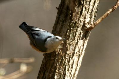 white-breasted nuthatch