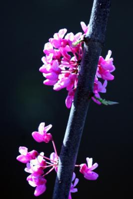 Eastern Redbud - Cercis canadensis