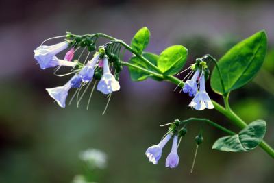 Virginia Bluebell - Mertensia virginica