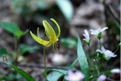 Trout Lily (Dogtooth Violet) - Erythronium americanum