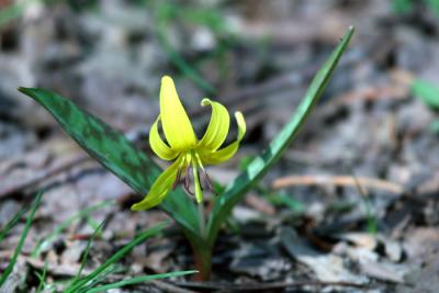 Trout Lily (Dogtooth Violet) - Erythronium americanum