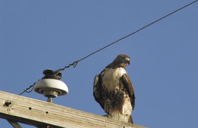 Red Tailed Hawk on Perch
