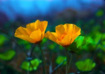 Two  Poppies