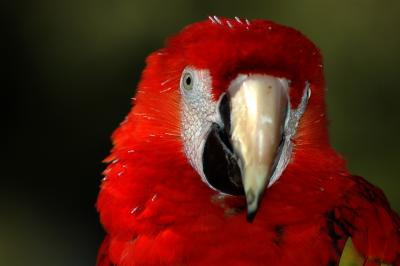Scarlet Macaw - 1