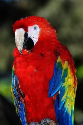 Scarlet Macaw - 2