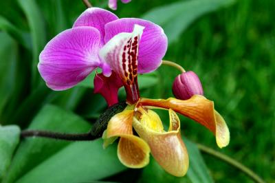 Two Orchids