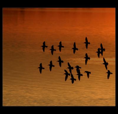 ...sanderlings at sunset...