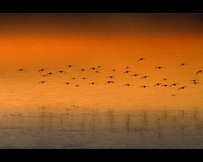 ...sanderlings at sunset #2...