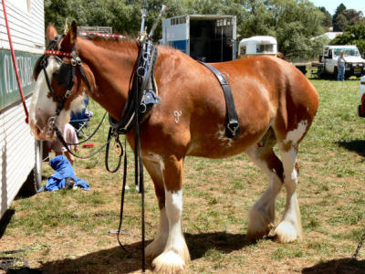 g3/20/624720/3/55947925.Draughthorse2.jpg