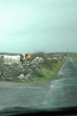 Cows by the road