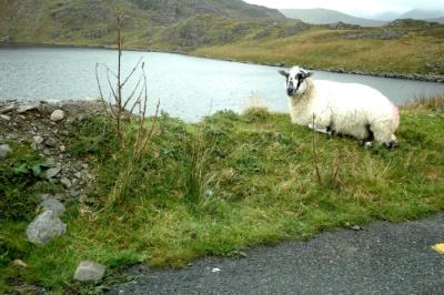 Sheep hanging by the road