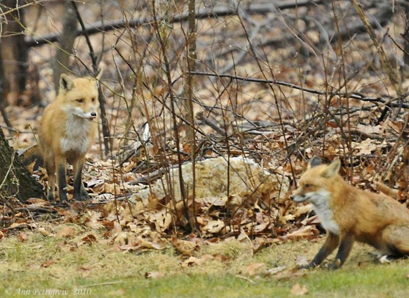 Fox Pair