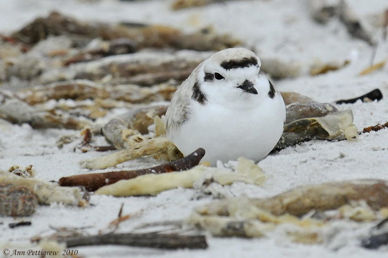 Snowy Plover