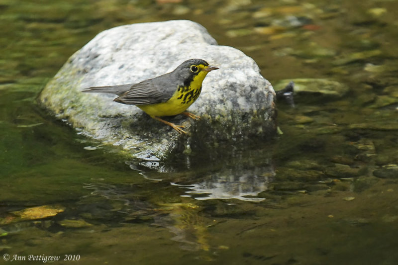 Canada Warbler