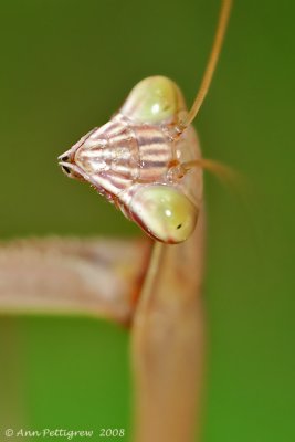 Chinese Mantid