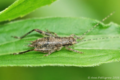 Cricket sp.