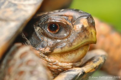 Eastern Box Turtle