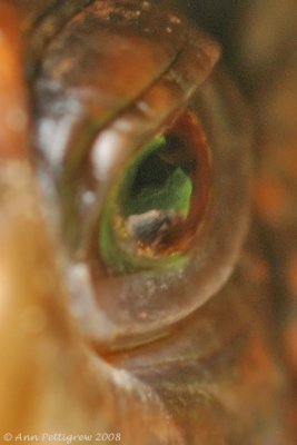 Eye of a Turtle