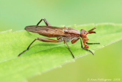 Marsh Fly (Sepedon sp.)