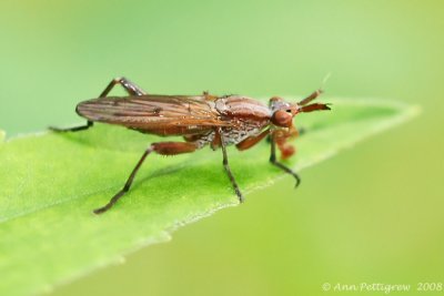 Marsh Fly (Sepedon sp.)