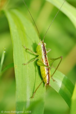 Katydid sp.