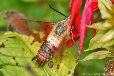 Hummingbird Clearwing