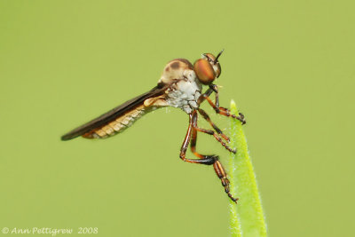 Holcocephala Robber Fly