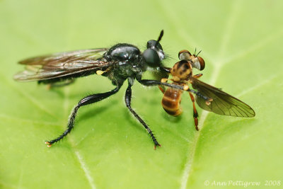 Robber Fly (Laphria sp.)