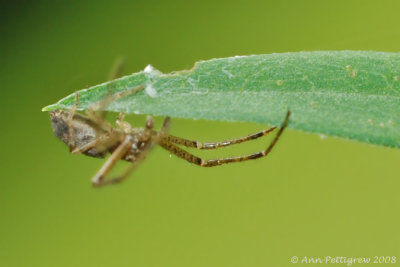 Spider sp.