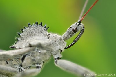 Wheel Bug