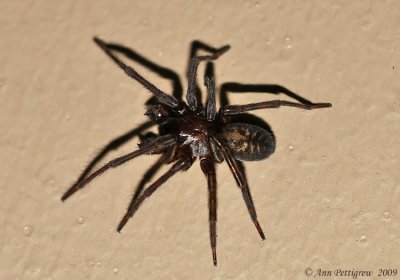 Hacklemesh Weaver (Family Amaurobiidae)