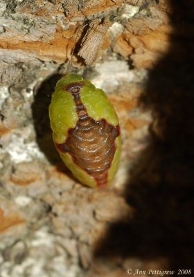 Red-buttoned Slug Moth (Tortricidia sp.)