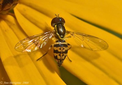 Flower Fly (Toxomerus sp.)